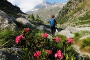 Valle e ghiacciaio del Forno dal Passo del Maloja (Svizzera) il 23 giugno 2016 - FOTOGALLERY